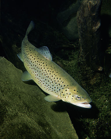 types of trout